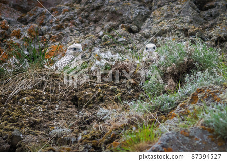 Gyrfalcon chicks (Falco rusticolus) Gyrfalcon chicks (Falco rusticolus) 87394527