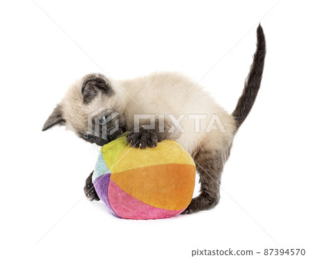 kitten in studio 87394570