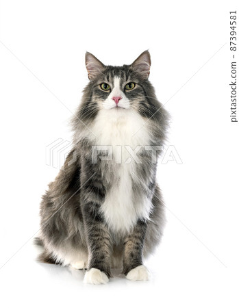 Norwegian Forest cat Norwegian Forest cat 87394581