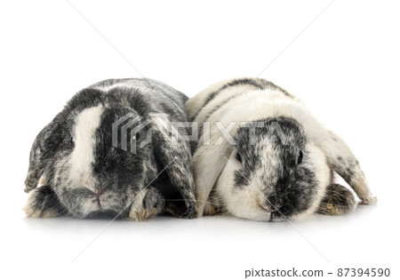 Lop rabbit rhoen in studio Lop rabbit rhoen in studio 87394590