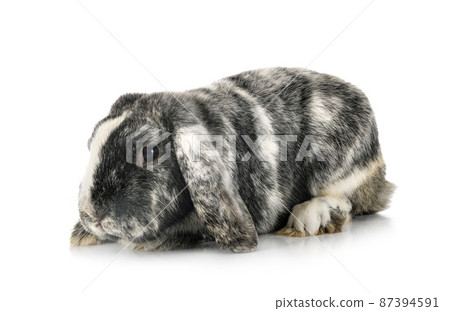 Lop rabbit rhoen in studio 87394591
