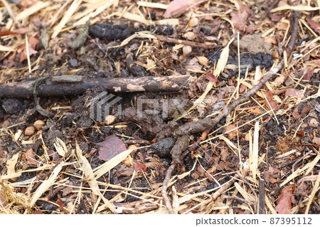 Accumulated feces of raccoon dogs piled up in the winter meadow Accumulated feces of raccoon dogs piled up in the winter meadow 87395112
