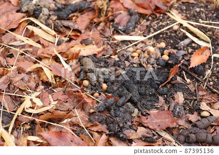 Accumulated feces of raccoon dogs piled up in the winter meadow Accumulated feces of raccoon dogs piled up in the winter meadow 87395136