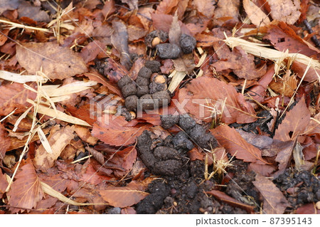 Accumulated feces of raccoon dogs piled up in the winter meadow Accumulated feces of raccoon dogs piled up in the winter meadow 87395143