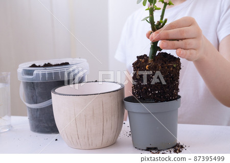 A child transplants a flower from a small pot into a large one. Children's hands close up. Plant in children's hands. flower transplant A child transplants a flower from a small pot into a large one. Children's hands close up. Plant in children's hands. flower transplant 87395499