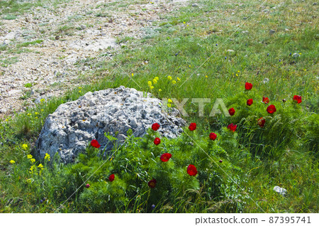 Beautiful red flowers grow in the mountains. Unusual purple plants on the background of green grass on the hills. 87395741