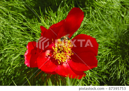 Beautiful red flowers grow in the mountains. Unusual purple plants on the background of green grass on the hills. Beautiful red flowers grow in the mountains. Unusual purple plants on the background of green grass on the hills. 87395753
