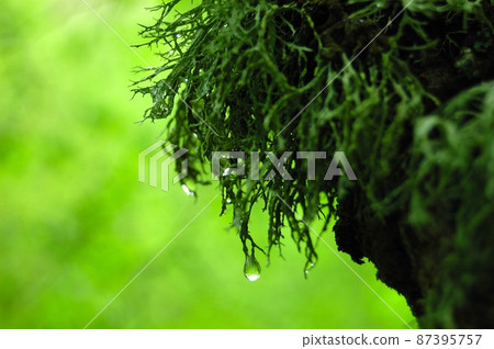 Moss on the trees. Old trees overgrown with moss.Tree is overgrown with moss 87395757