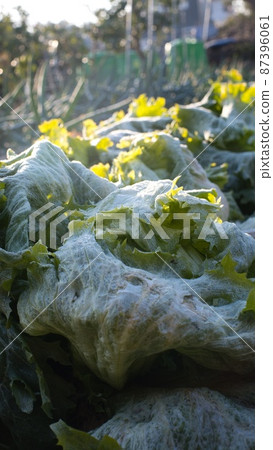 一張冬日早晨生菜糖霜的照片 87396061