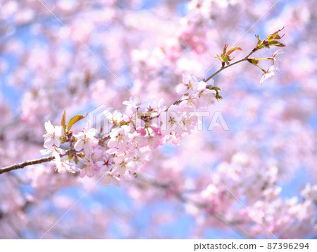 Up of cherry blossoms Up of cherry blossoms 87396294