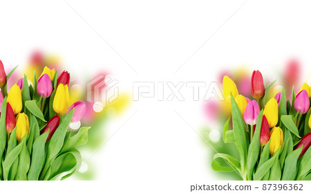 Pink, yeelow and violet tulips flowers 87396362