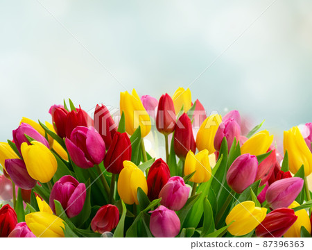 bouquet of fresh tulips flowers 87396363