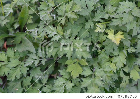 Mugwort background Mugwort background 87396719