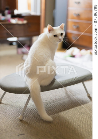 White cat on the ironing board 87396799
