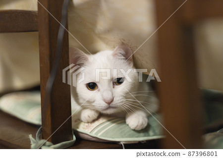 White cat peeking through the gap in the chair 87396801