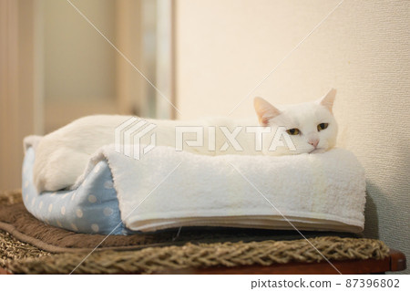 Fufufu in bed ♪ 87396802