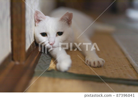 A white cat full of tatami mats 87396841