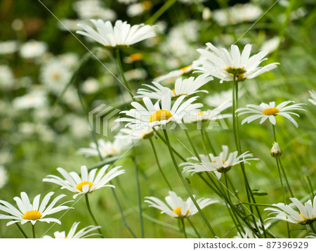 瑪格麗特（法國菊花）在風中搖曳的花朵 87396929