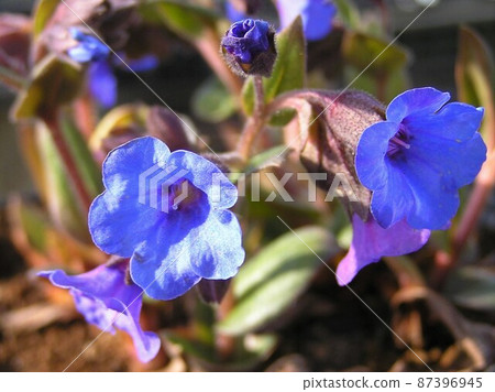 Ranguwato Ranguwato 87396945