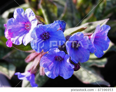 Langwort Langwort 87396953