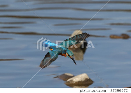 Creatures, wild birds, kingfishers, and beautiful blue are structural colors that change in color depending on the condition of the light. Creatures, wild birds, kingfishers, and beautiful blue are structural colors that change in color depending on the condition of the light. 87396972