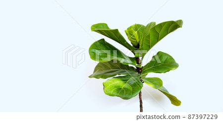 Ficus lyrate tree on white background. Ficus lyrate tree on white background. 87397229