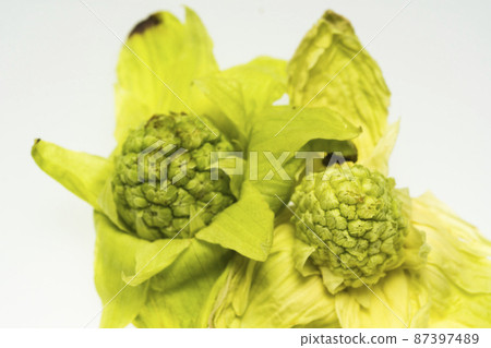 Thanksgiving 87397489