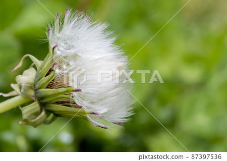 A dandelion flower is slowly opens A dandelion flower is slowly opens 87397536