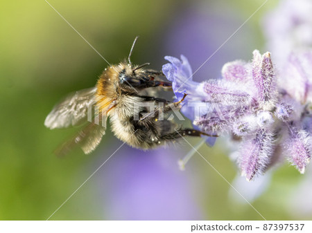A bumble-bee sucks from a lavandula flower on a garden. 87397537