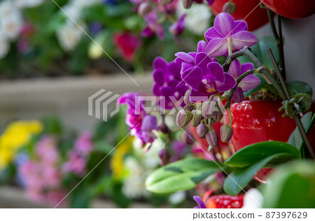 A colorful mini Phalaenopsis orchid that blooms indoors 87397629