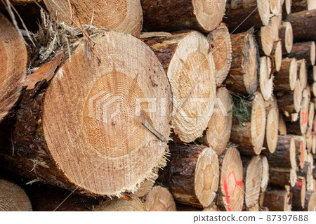A stacked wooden logs, close up. 87397688