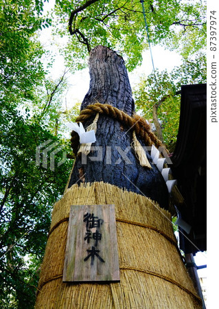 Osaka Horikoshi Shrine Shinboku Osaka Horikoshi Shrine Shinboku 87397974