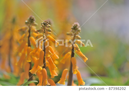 京都植物園 早春花展 京都都市 87398202