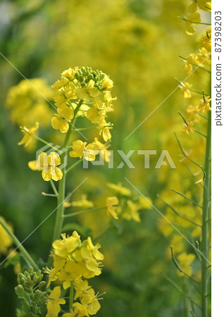 京都植物園 早春花展 京都都市 87398203