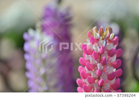 京都植物園 早春花展 京都都市 京都植物園 早春花展 京都都市 87398204