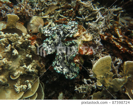 帕勞共和國海中的大硨磲，在珊瑚礁中 87398724