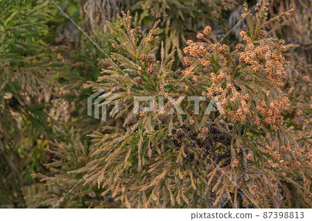 Easy-to-use cedar with hay fever 87398813