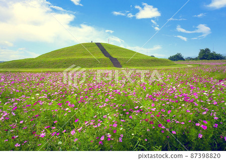 Cosmos flower fields and burial mounds Cosmos flower fields and burial mounds 87398820