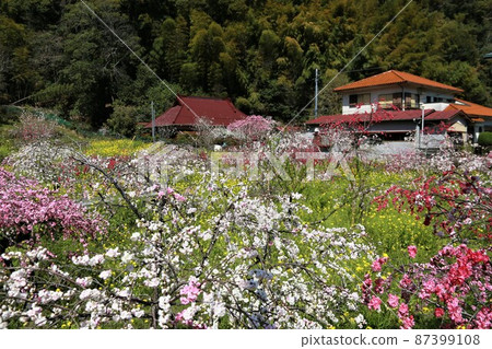 下田仁台寺垂枝櫻花 下田仁台寺垂枝櫻花 87399108
