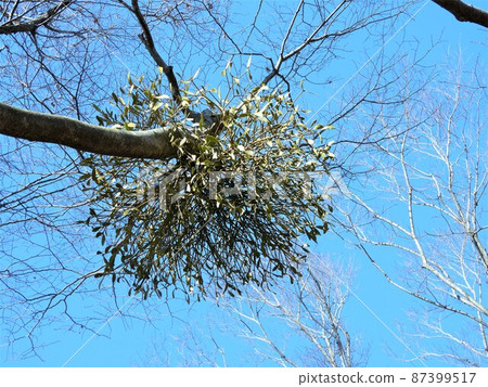 Mistletoe Mistletoe 87399517