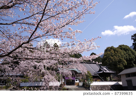Sakura at Naisenji Temple in Yamanashi 87399635