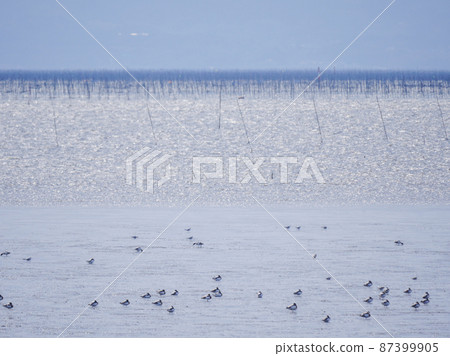 Ariake Sea 2 ducks and seagulls 87399905
