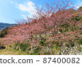 山口縣 Suooshima 鎮 Kozumi 河津櫻 87400082