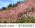 山口縣 Suooshima 鎮 Kozumi 河津櫻 87400083