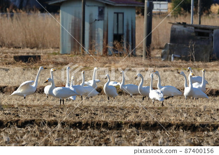 Konuma, Sakado City, Saitama Prefecture Tundra swan gathering in the rice fields of the feeding ground 87400156