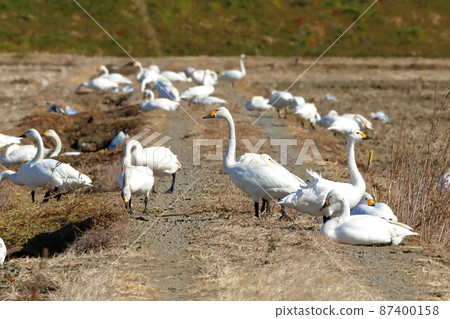 埼玉縣坂戶市小沼苔原天鵝聚集在覓食場的稻田裡 87400158