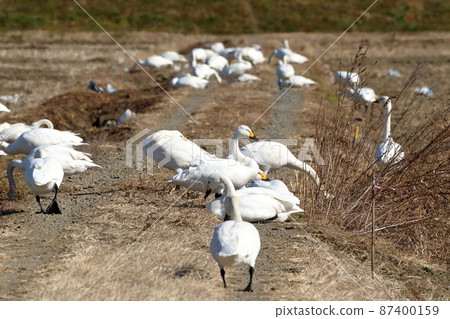 Konuma, Sakado City, Saitama Prefecture Tundra swan gathering in the rice fields of the feeding ground Konuma, Sakado City, Saitama Prefecture Tundra swan gathering in the rice fields of the feeding ground 87400159