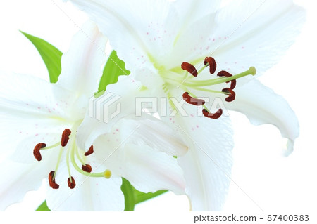 Large lily white flower Casablanca bright background neat 87400383