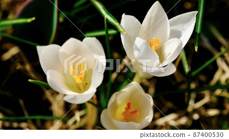 Yellow crocus (spring) Yellow crocus (spring) 87400530