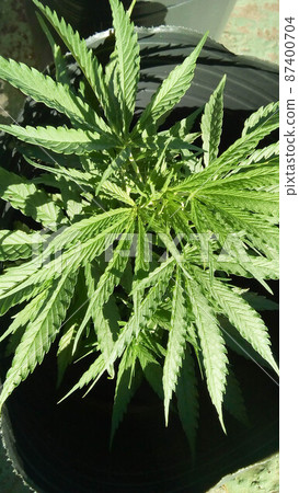 Growing marijuana, cannabis, outdoors, Buenos Aires, Argentina 87400704